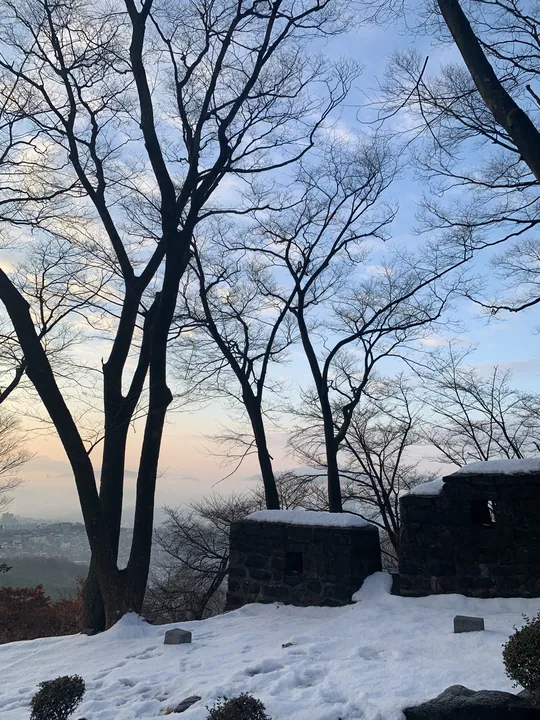 눈 덮인 언덕 위 겨울나무